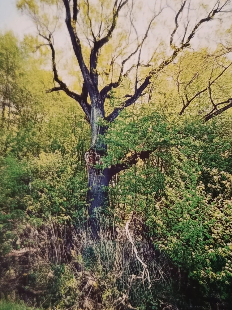 Wołyń — pamiętamy — fotografia 1