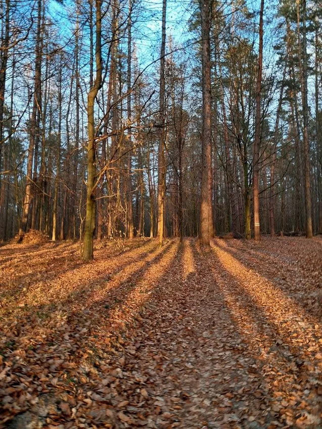 Las w Miłkowie w świetle grudniowego słońca